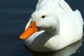 White domestic duck in a pond Royalty Free Stock Photo