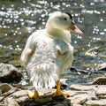 White domestic duck on the pond, stands on the rocky shore. Wildlife birds by the river