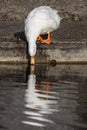 White domestic duck sipping water with reflection. Aesthetic nat Royalty Free Stock Photo