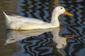 White domestic duck on water. Aesthetic nature image. Royalty Free Stock Photo