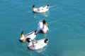 White domestic ducks floats in water.