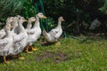 Ducks are sitting in the green grass. Royalty Free Stock Photo