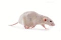White domestic dumbo husky rat isolated on white background. Fat pregnant rat Royalty Free Stock Photo