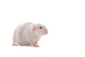 White domestic dumbo husky rat isolated on white background. Fat pregnant rat Royalty Free Stock Photo