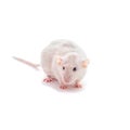 White domestic dumbo husky rat isolated on white background. Fat pregnant rat Royalty Free Stock Photo