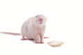 White domestic dumbo husky rat isolated on white background. Fat pregnant rat eating a piece of apple. Feeding pregnant rat Royalty Free Stock Photo