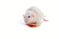 White domestic dumbo husky rat isolated on white background. Fat pregnant rat eating a piece of apple. Feeding pregnant rat Royalty Free Stock Photo