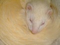 A white domestic ferret sleeping Royalty Free Stock Photo