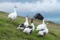 White domestic geese on green grass pasture Royalty Free Stock Photo