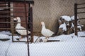 White domestic geese on small village farm behind the fence in winter on snow Royalty Free Stock Photo