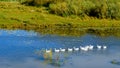 White domestic geese swim in a row behind the main on a small river Royalty Free Stock Photo