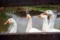 White domestic geese walk against the backdrop of the pond. Goose farm. Domestic goose Royalty Free Stock Photo