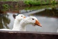 White domestic geese walk against the backdrop of the pond. Goose farm. Domestic goose