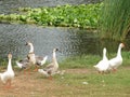 White domestic geese walk near the pond with water lilies Royalty Free Stock Photo