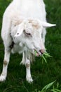 White domestic goat chewing willow branches and leaves on a background of green meadow