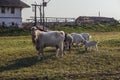 White domestic goat family at farm in summer day Royalty Free Stock Photo