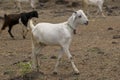 White Goat Royalty Free Stock Photo