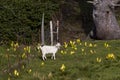 White domestic goat on a meadow Royalty Free Stock Photo