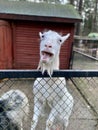 white domestic goat smiling funny over the fence Royalty Free Stock Photo