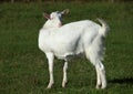 White domestic goat standing on a green grass Royalty Free Stock Photo