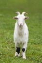 White Domestic Goat Royalty Free Stock Photo