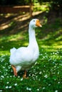 White domestic goose Royalty Free Stock Photo