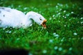 White domestic goose Royalty Free Stock Photo