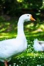 White domestic goose Royalty Free Stock Photo