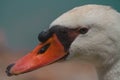 White domestic goose of beautiful plumage