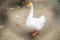 White Domestic Goose behind the fence Royalty Free Stock Photo