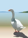 White domestic goose