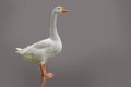 White domestic goose isolated on purple-grey background Royalty Free Stock Photo