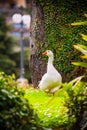 White adult domestic goose in a garden Royalty Free Stock Photo