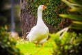 White adult domestic goose in a garden Royalty Free Stock Photo