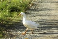 White domestic goose walks along the road in the village