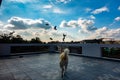 White domestic himalayan shepherd dog running after a flock of pigeon birds on a rooftop. Dehradun India