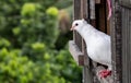 White domestic pigeon standing on the door of the loft, close up pigeon face with blurry background Royalty Free Stock Photo