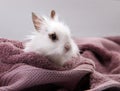 White Domestic Rabbit Nestled in Violet Bath Towel