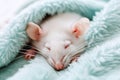 White domestic rat sleeping under soft blanket on bed, close up Royalty Free Stock Photo