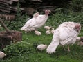 White domestic turkeys grazing on the grass Royalty Free Stock Photo