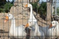 white domestic water birds, gooses Royalty Free Stock Photo