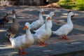 White domesticated ducks by a pond in New Zealand Royalty Free Stock Photo