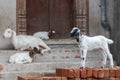 White domesticated goat standing on red bricks in front of house entrance Royalty Free Stock Photo