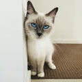 White Ragdol cute cat with blue eyes Royalty Free Stock Photo