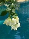 The White Dona Flowers White Musanda flower in water garden