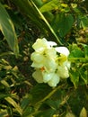 The White Dona Flowers (White Musanda flower) Tree in Garden