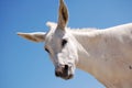 White Donkey