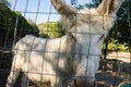 White donkey of Asinara. Equus asinus var. albina Royalty Free Stock Photo