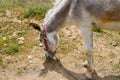 White donkey asinus in Latin is grazing Royalty Free Stock Photo