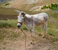 White donkey asinus in Latin Royalty Free Stock Photo